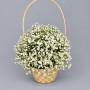 Букет из 9 белых гипсофил в корзине